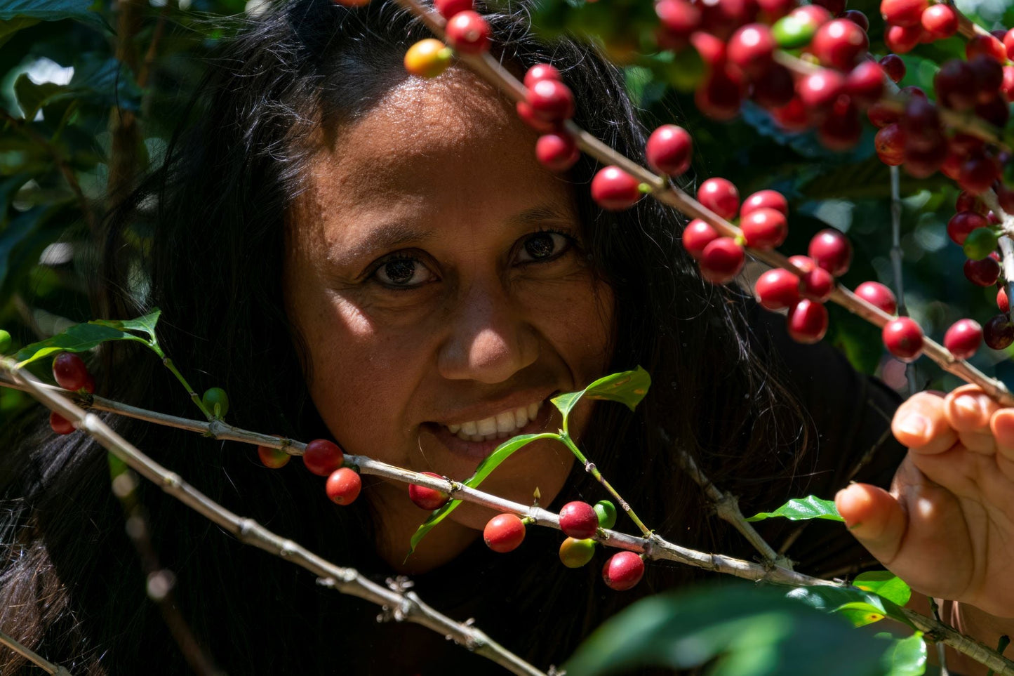 Jungle Firecracker - Lady Love Coffee
