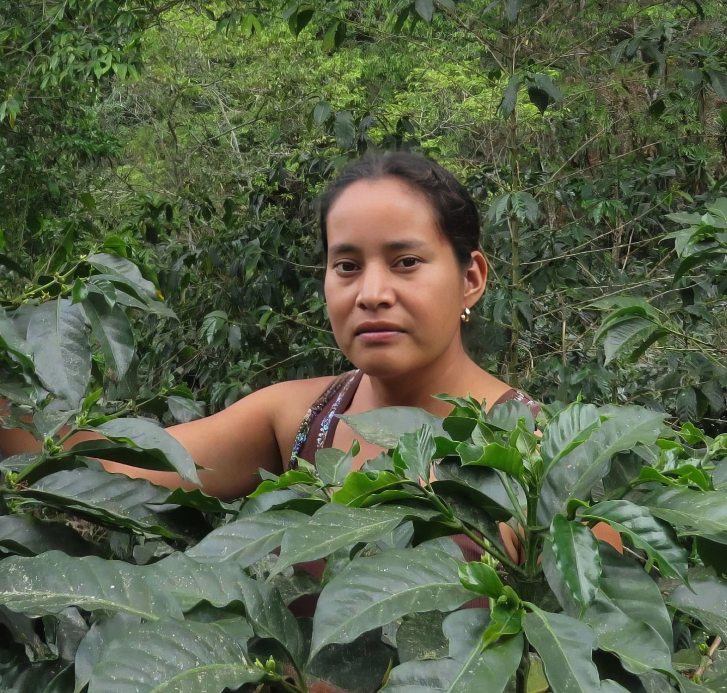 Tropical Honey - Lady Love Coffee